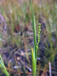 Image result for Panicum pseudoracemosum