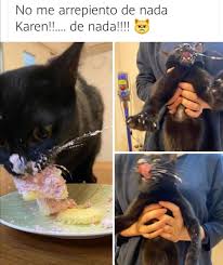 Pin En Memes De Gatos