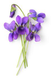 Fairy Garden Plant Ideas Ambius Violet Flower Fairy Garden Plants Purple Flowers