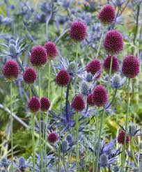 Allium Sphaerocephalon Bulb Flowers Bulbous Plants Foliage Plants