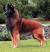 Red Belgian Tervuren Shepherd