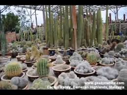 Located in brinchang, cactus valley is one of the biggest and most popular tourist destinations for cameron highlands. Cactus Valley Cameron Highlands Malaysia Youtube