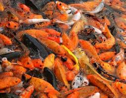 That's why we have entry tests for all applicants who want to work for us. Tropical Fish Keeping Tropical Fish Keeping Part 2