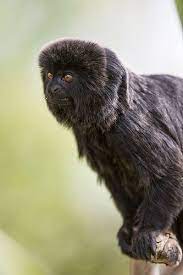 Small Black Monkey On The Branch Monkey Pretty Animals Animals