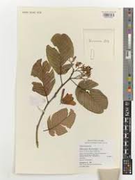 Image result for Monotes glaber