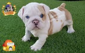 We are the authentic lilac,chocolate,and blue french bulldog a real bull. Platinum Lilac Fawn Merle Boy 5 English Bulldog Puppy Welcome To Sandov S English Bulldog