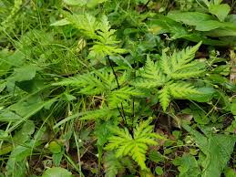 Image result for Doryopteris