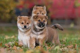 I was starting my search for a shiba inu at that time. 5 Things To Know About Shiba Inu Puppies Greenfield Puppies