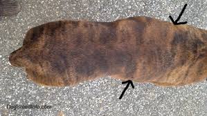If you have recently injured your elbow, the lump may be due to healing of a fractured bone in the elbow. Bruno S Acl And Mast Cell Tumor Ordeal Corrective Tplo Right Knee 22 Weeks On