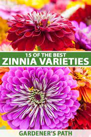 We did not find results for: 15 Of The Best Zinnia Varieties Gardener S Path