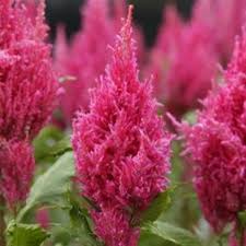 Sunday Dark Pink Celosia Celosia Flower July Flowers August Flowers