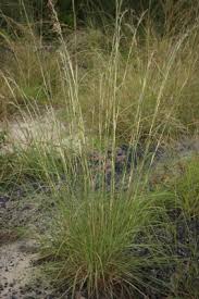 Image result for Andropogon pseudapricus