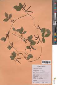 Image result for Teramnus repens