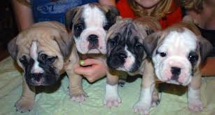 We work with sources that offer all kinds of breeds, from purebreds like siberian huskies and poodles, to very popular designer breeds like labradoodles and goldendoodles. Designer English Bulldog Puppies For Sale In Bentonville Arkansas Classified Americanlisted Com
