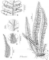 Image result for Lellingeria