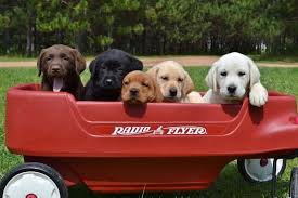 The akc recognizes the champagne color as a shade of yellow and therefore are registered as a yellow labrador. Winter Valley Labs Mlk Labrador Retriever Puppies For Sale In Wisconsin Healthy Akc Lab Puppies In Fox Red Yellow White Black And Chocolate