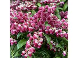Image result for Pieris japonský obrázek