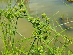 Image result for Cyperus glaucophyllus