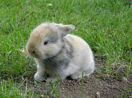 Kaninchen hase schlappohr baby nagetier säugetier. Tragezeit Kaninchen Schwangerschaft Geburt Und Nestkontrolle Mit Fotos