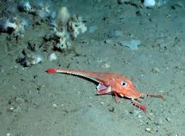 Deep Sea Stroll This Fish Walks On The Ocean Floor Animais Plantae Aves