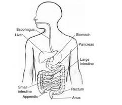 Open and save your projects and export to image or pdf. Easy Body Anatomy Drawing Novocom Top
