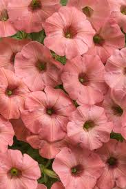 Black And Decker Plant In Texas 2020 Supertunia Ginger Charm Petunia Hybrid Petunias Plants Coral Flowers