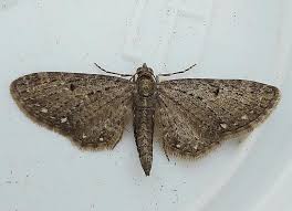 Image result for Eupithecia tripunctaria