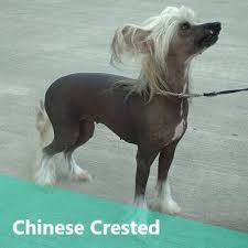 Puppyfinder.com is your source for finding an ideal chinese crested puppy for sale in usa. The Chinese Crested 10 Awesome Facts You Should Know Animalso