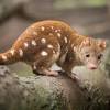 A species nominated by the minister for agriculture as a pest under the rural lands protection act a newly established pest species whose distribution and abundance is expanding. Https Encrypted Tbn0 Gstatic Com Images Q Tbn And9gcrgcd9yf Oaevr8hsyq703sbg9x3bakafbsaby8aoupfnbdybff Usqp Cau