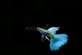 I am showing you some of beautiful cobra guppy from my farm, if you have any question please do comment bellow, i will help you as far as i know. Guppy Fish In The Aquarium Stock Image Image Of Guppi 127179667