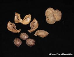 Maybe you would like to learn more about one of these? Hevea Brasiliensis