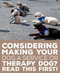Considering Making Your Dog A Service Or Therapy Dog Read This First Therapy Dogs Dog Training Dog Training Obedience