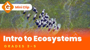 Maybe you would like to learn more about one of these? Ecosystems Science Lesson For Kids Grades 3 5