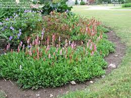 Plantfiles Picture 1 Of Himalayan Knotweed Himalayan Fleece Flower Darjeeling Red Persicaria Affinis In Summer Front Yard Plants Plants Perennial Garden