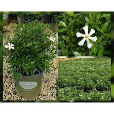 Image result for Gardenia subacaulis