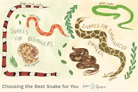 How To Choose The Best Pet Snake For You Pet Snake Reptiles Pet Pets