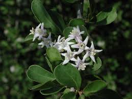 Image result for Ehretia rigida