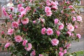 Camillia Bush Camillia Bush Camelia Bush Vintage Garden