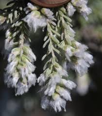 Image result for Eriocephalus racemosus