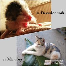 Makanan untuk anak kucing berbeda dengan kucing dewasa karena kucing kecil biasanya mudah rentan terhadap penyakit serta membutuhkan perhatian anak kucing sebaiknya diberikan makanan yang mengandung nutrisi yang baik bagi tubuh si imut tersebut. Merawat Bayi Kucing Tanpa Induk Rumah Ronin