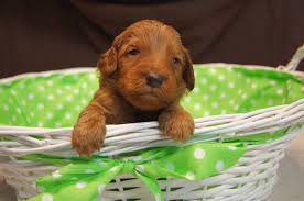 Doodle squad puppies provides premium goldendoodle puppies in delaware, ohio and hillsborough, nc. Mini Red Goldendoodles For Sale In Ohio Accredited Goldendoodle Breeder