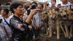 Check spelling or type a new query. Viande De Chien Le Festival De Yulin Attire La Foule