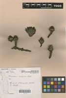 Image result for Thonningia