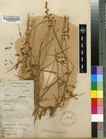 Image result for Eragrostis turgida