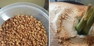 Hal ini dikarenakan penggunaan obat herbal dalam jumlah yang berlebihan dan. Nak Sihat Dan Bebas Darah Tinggi Kena Cuba Petua Ini Hanya