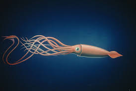 Scientists aren't quite sure how many. Giant Squid Encyclopedia Of Life