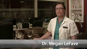 La mesa (ca), 91941, united states. Welcome To East Valley Emergency Pet Clinic Youtube