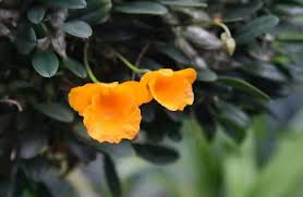 Image result for Polystachya caloglossa