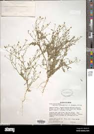 Image result for Kotschya strigosa