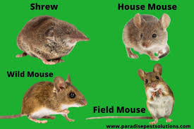 Check spelling or type a new query. Paradise Pest Solutions We Provide Authentic Solutions